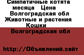 Симпатичные котята 2 месяца › Цена ­ 1 - Волгоградская обл. Животные и растения » Кошки   . Волгоградская обл.